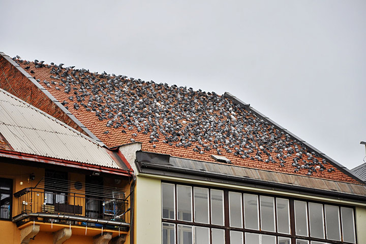 A2B Pest Control are able to install spikes to deter birds from roofs in Gosport. 
