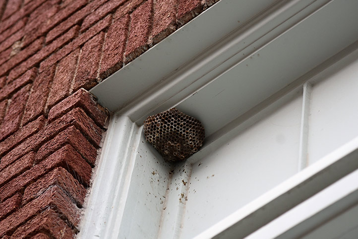 We provide a wasp nest removal service for domestic and commercial properties in Gosport.